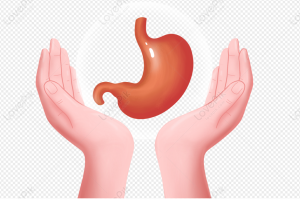 As31 Stomach